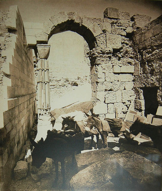 Фотография сделанная в марте 1883 года. Ослики, использованные для вывоза мусора с русских раскопок
