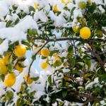 Лимонное дерево в снежном плену