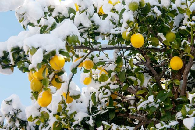 Лимонное дерево в снежном плену