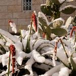 Кактусы опунции в снегу