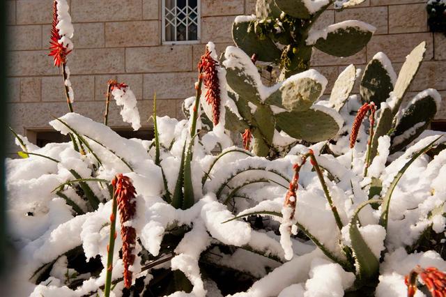 Кактусы опунции в снегу