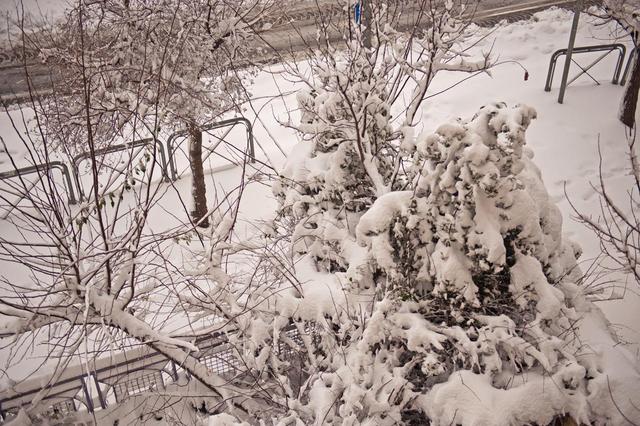Начало снежной бури. Утро 20 февраля 2015 г.