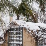 Нарядная пальма в снегу