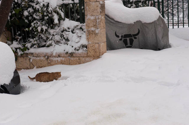 На снежных улицах Иерусалима обнаружен рыжий кот