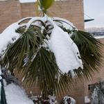 Пальма в снегу