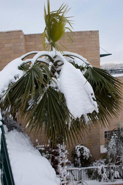 Пальма в снегу