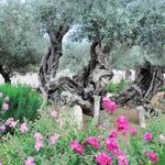 Древние оливы в Гефсиманском саду
