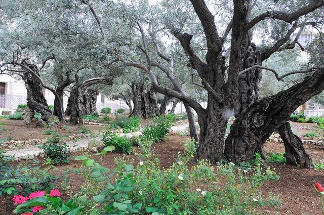 Древние оливы в Гефсиманском саду